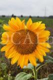 Sonnenblume 10