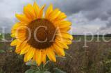 Sonnenblume 11