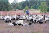 Heide 06