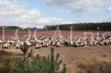 Heide 07