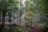 Wald 01