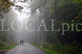 Wald 02