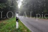 Wald 03